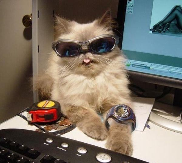 Coole Katze Mit Sonnenbrille Bild Lustich De