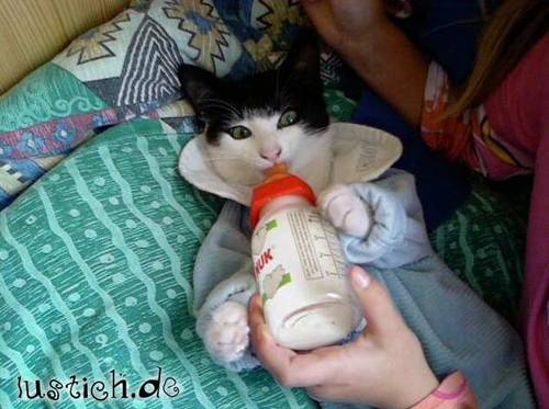 Katzenbaby Katzenbaby