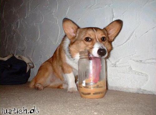 Nasch-Hund Nasch-Hund