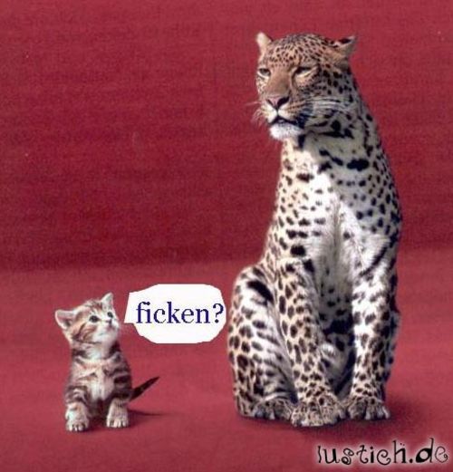 dich