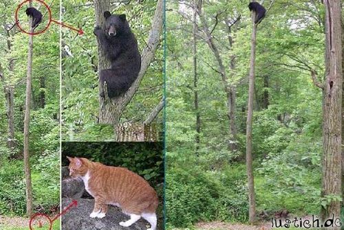 Angstbär Angstbär