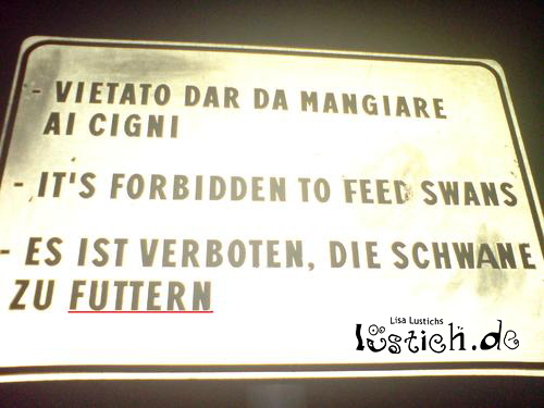 Schwane futtern