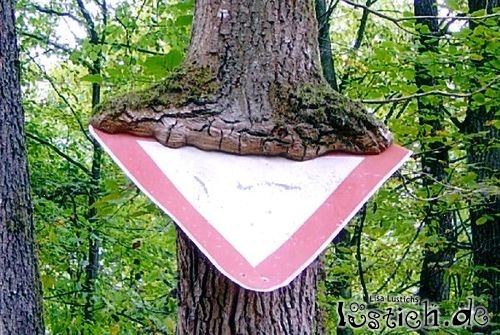 Baum gegen Schild Baum gegen Schild
