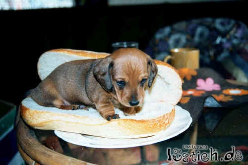 Hotdog Hotdog