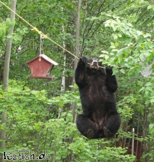 Drahtseil-Bär Drahtseil-Bär