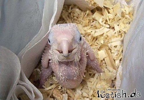 Papagei-Baby Papagei-Baby
