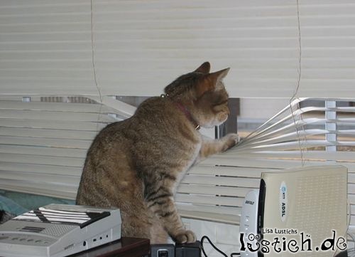Stasikatze Stasikatze