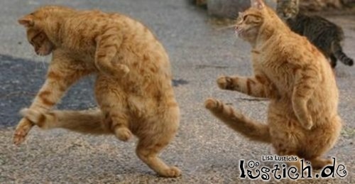 Rapper Katzen Rapper Katzen