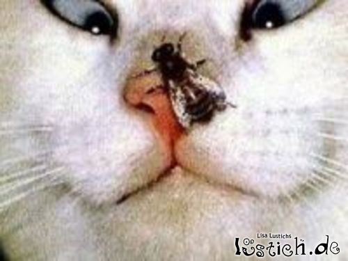 Fliege im Gesicht