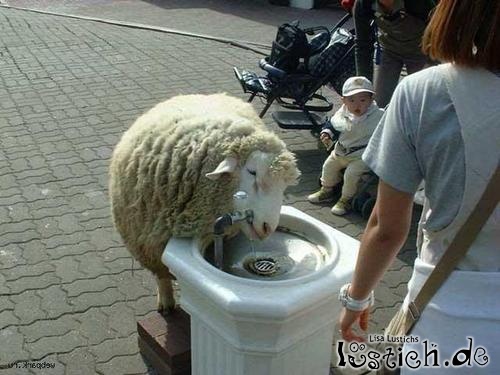 Trinkendes Schaf