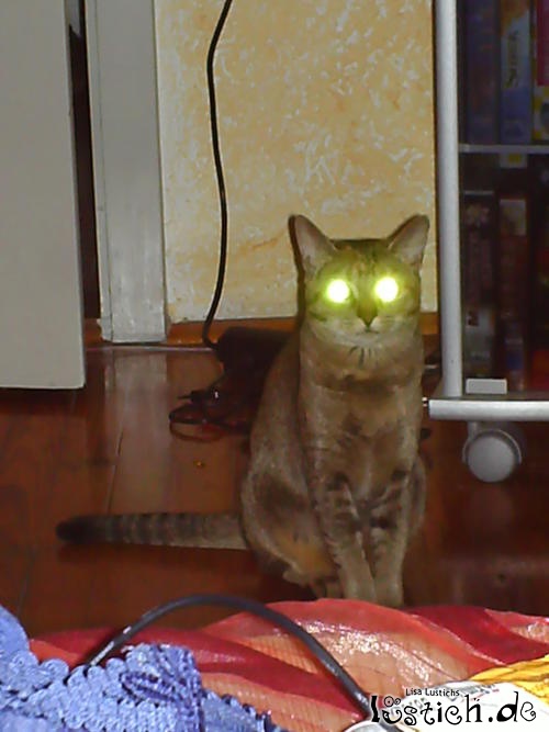 Killerkatze Killerkatze