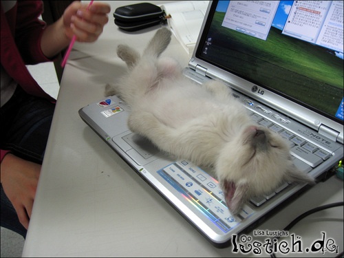 Kater am Arbeitsplatz Kater am Arbeitsplatz