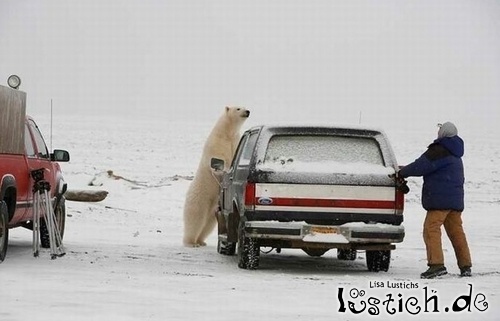 Eisbär gegen Mensch Eisbär gegen Mensch