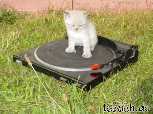 Katzengesang Katzengesang
