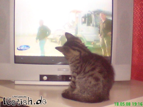 TV Katze TV Katze