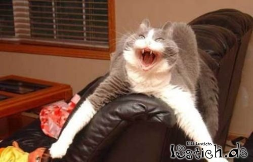 Gruselkatze