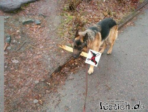 Hund mit Verbotsschild Hund mit Verbotsschild