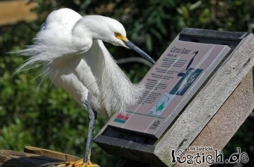 Lesender Vogel Lesender Vogel