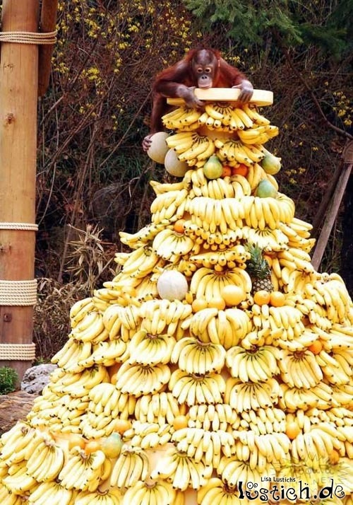 Vorrat an Bananen