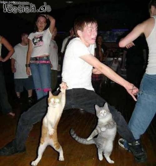 Katzen in der Disko Katzen in der Disko