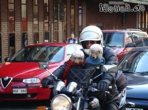 Verr&uuml;ckter Hundebesitzer