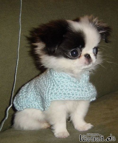 Süßer Minihund Süßer Minihund