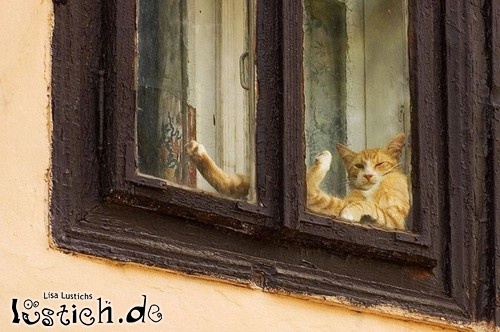 Katze am Chillen