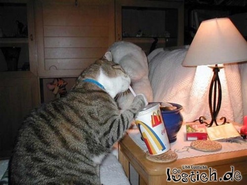 Mc Donalds Katze Mc Donalds Katze