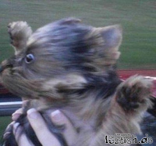 Windhund
