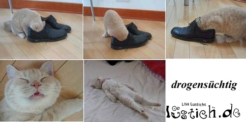 Drogensüchtige Katze Drogensüchtige Katze