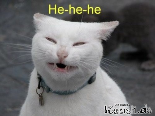Vampirkatze Vampirkatze