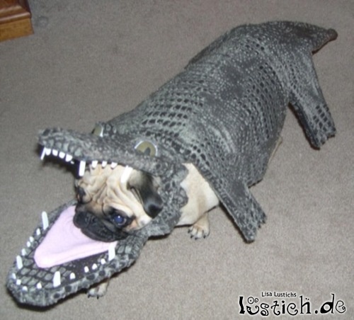 Getarnter Hund Getarnter Hund