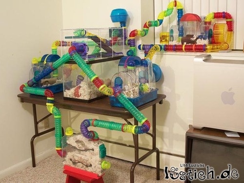 Hamsterparadies Hamsterparadies