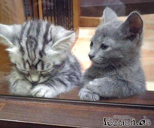 Katze beim Psychiater Katze beim Psychiater