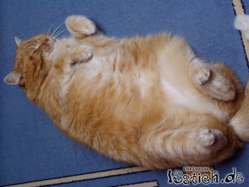 Fetter Kater