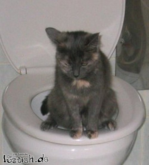 Katze auf dem Klo Bild lustich.de