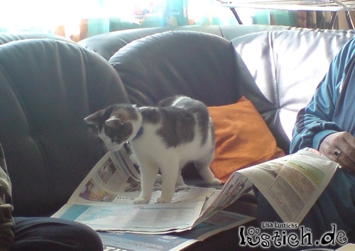 Katze liest Zeitung