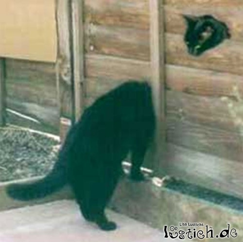 Katze mit langem Hals Katze mit langem Hals