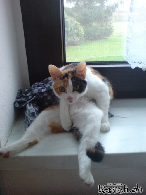 Chillout-Katze Chillout-Katze