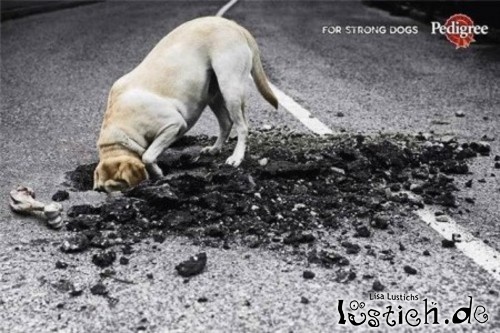 Hund und Pedigree
