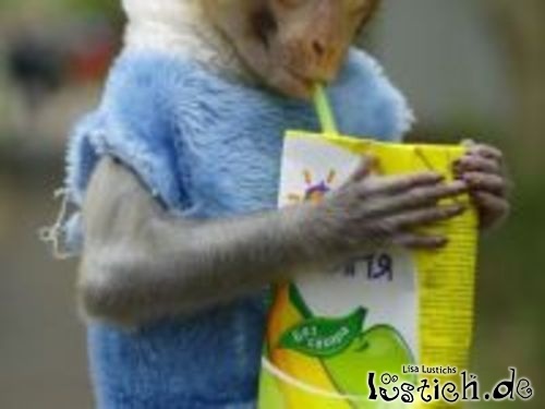 Affe trinkt Bananensaft