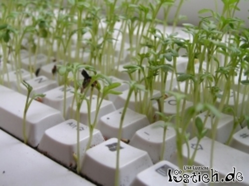 Eine Tastatur als Plantage Eine Tastatur als Plantage