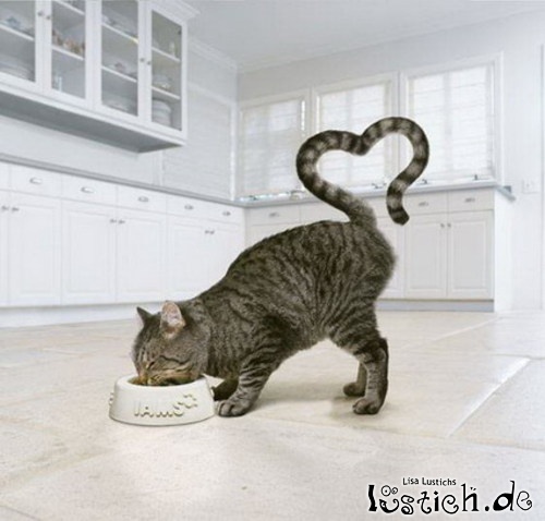 Katze liebt das Essen Katze liebt das Essen