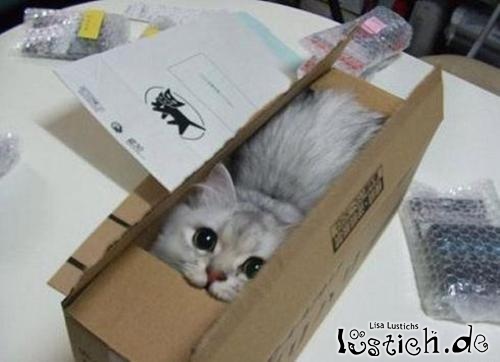 paketchen