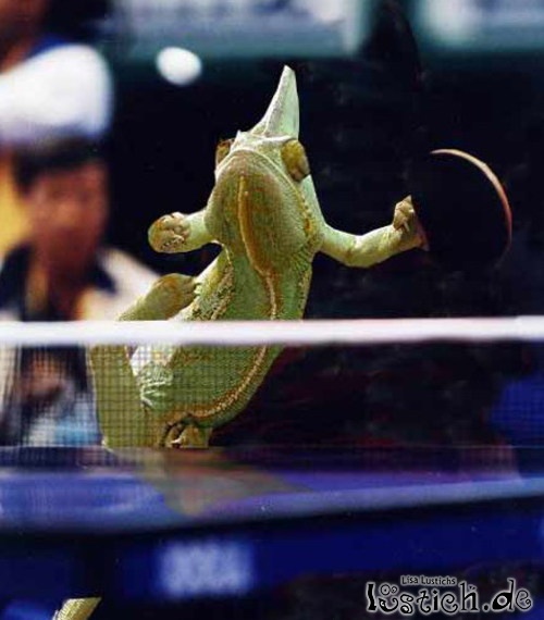 Tischtennisechse Tischtennisechse