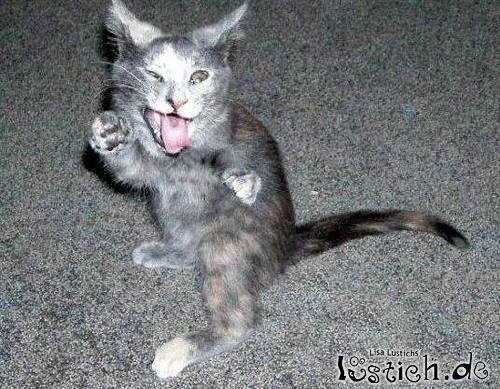 Fratzen-Katze Fratzen-Katze