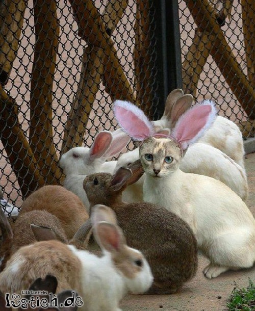 Katzenbunny Katzenbunny
