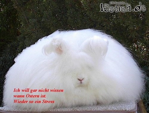 Gestresster Osterhase Gestresster Osterhase