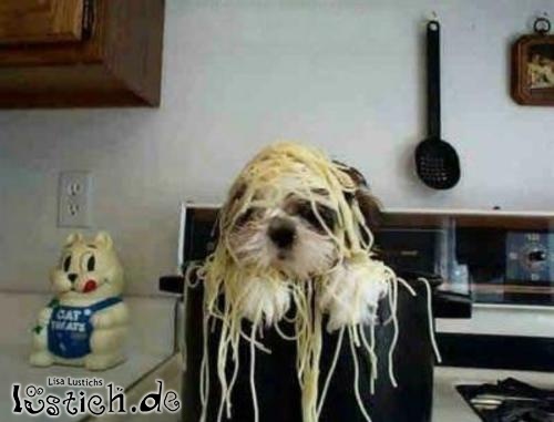 Spaghetti-Hund Spaghetti-Hund