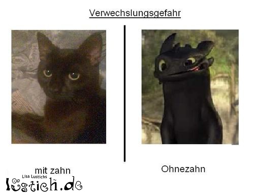 Katze und Ohnezahn